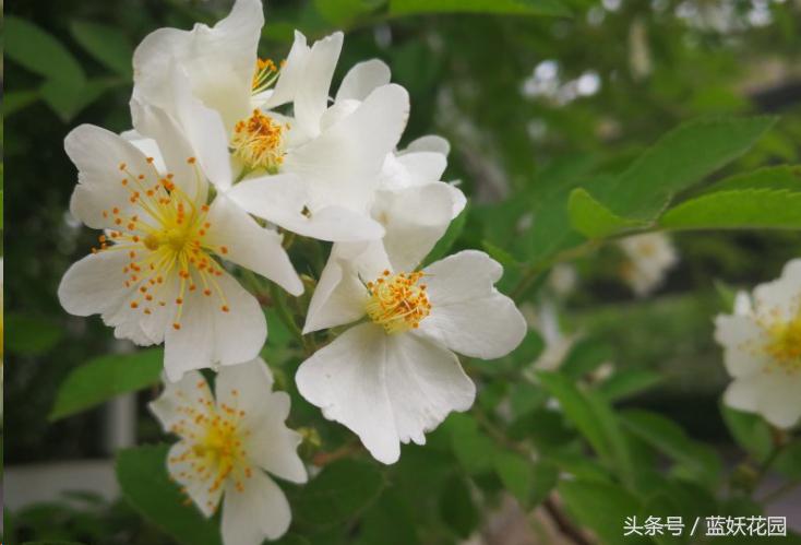 藤本月季重剪后当年能开花吗,藤本月季能养成树月季吗