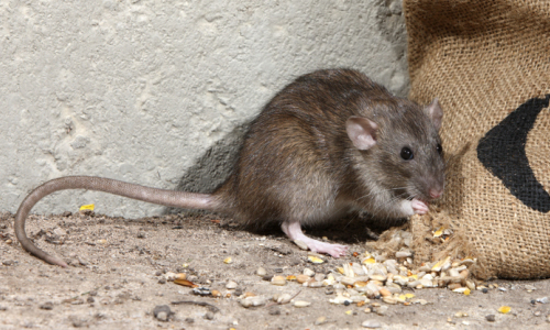 属牛与属鼠生一个什么属相的好,属相鼠和牛哪个比较好