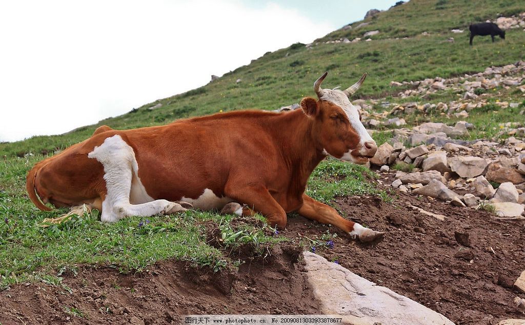 属牛与属鼠生一个什么属相的好,属相鼠和牛哪个比较好