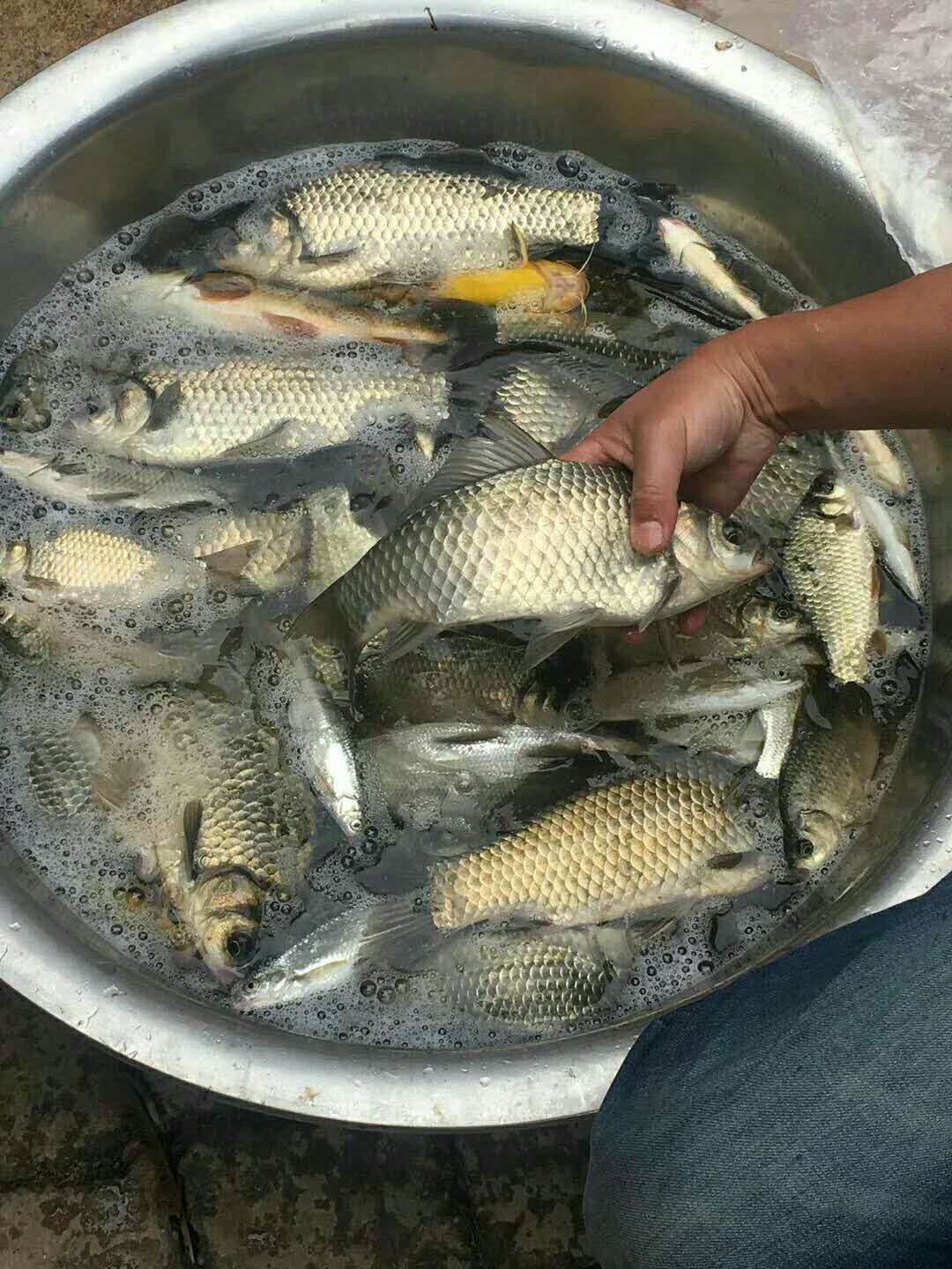 野外钓大鱼100斤以上的巨物,野外钓100斤大鱼