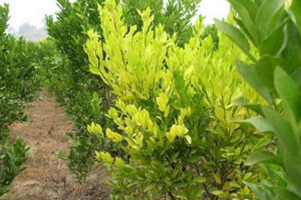 柑橘叶子发黄怎么办,柑橘开花的时候叶面发黄怎么治