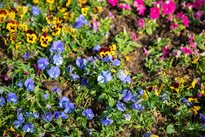 滁州花博园秋景,秋天滁州花博园图片