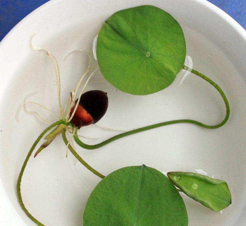 种碗莲放土的方法,碗莲一个盆水培方法全过程