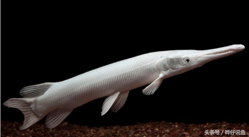 火箭鱼种类大全,火箭鱼有多少品种