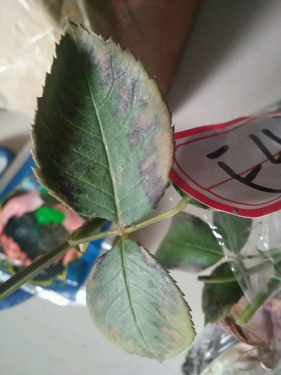 月季得了叶枯病，两招就搞定，防病不含糊