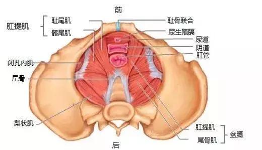 子宫脱垂、漏尿、腰痛、妇科病？当心！可能是你的盆底肌在作祟