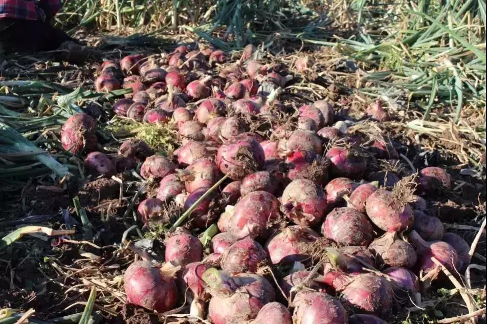 西昌20万吨洋葱在等待,与政府一起发力,别让洋葱相信眼泪!