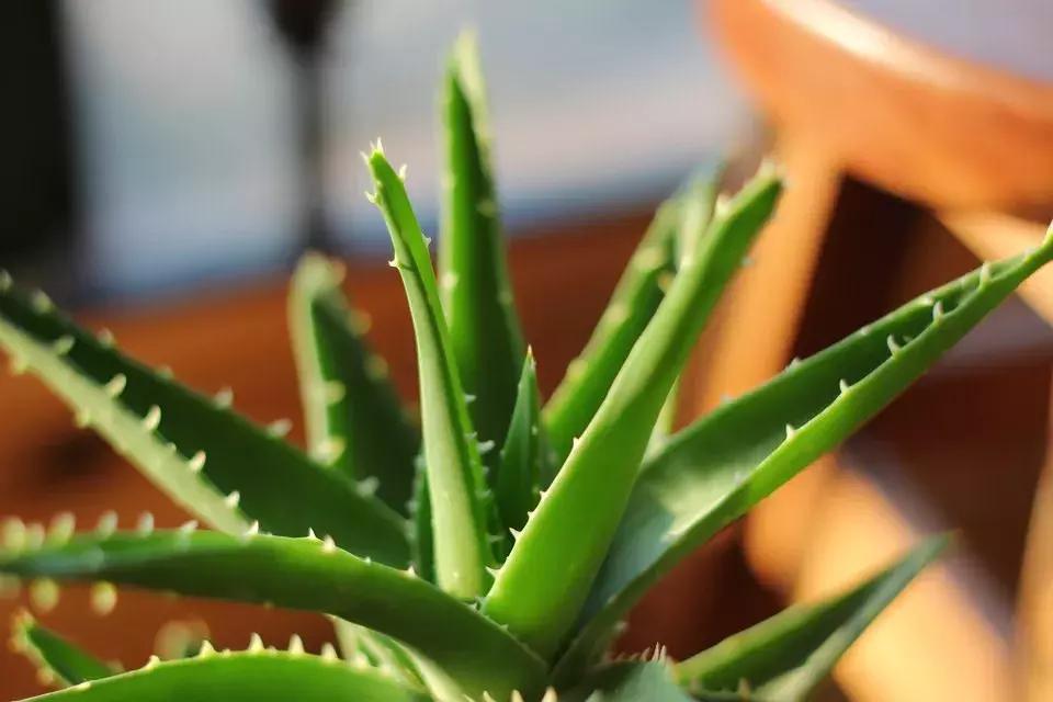 芦荟烂根叶子全掉了怎么能救活,芦荟烂根怎么补救最快