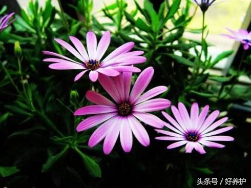 花虫除虫小妙招,花儿如何除虫