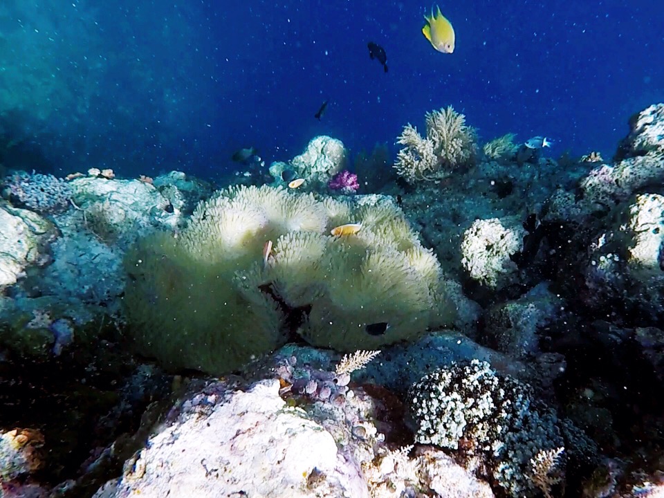 帕劳的海景风光给人美的享受,帕劳的海洋和沙滩风景图片