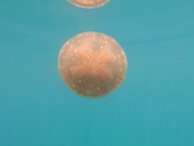 帕劳的海景风光给人美的享受,帕劳的海洋和沙滩风景图片