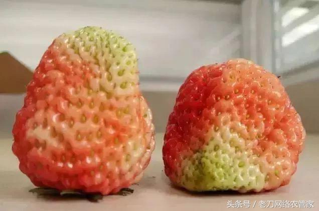 青头草莓花脸怎么办,草莓青头怎么补救图解