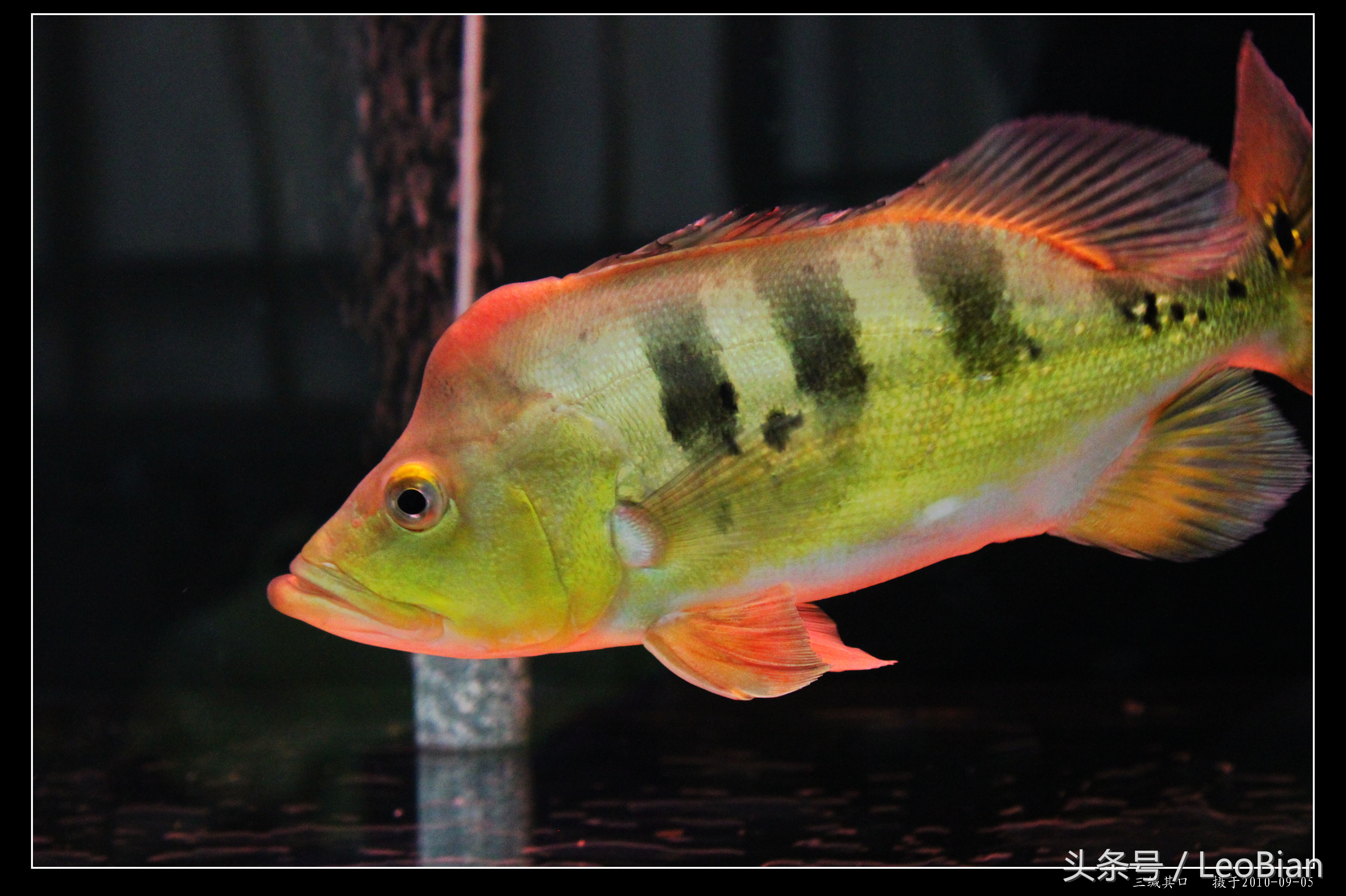 别了疯子完整版,别了疯子完整视频