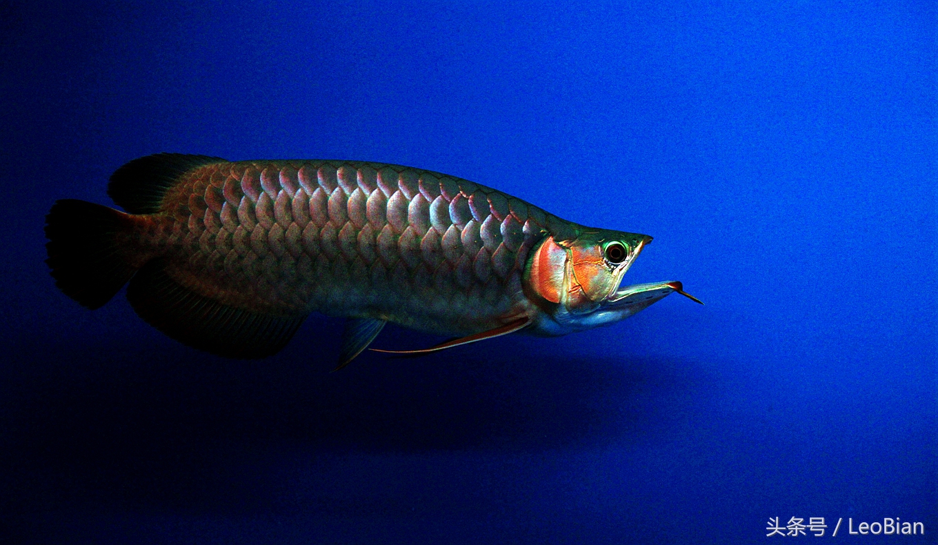 别了疯子完整版,别了疯子完整视频