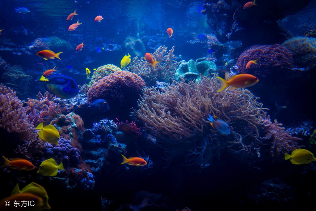 养蓝吊的基本要求,蓝倒吊鱼怎么养