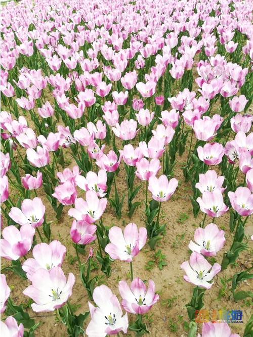 北京国际鲜花港游玩指南来啦！郁金香争奇斗艳，音乐喷泉令人震撼，云雾仙境如梦似幻！