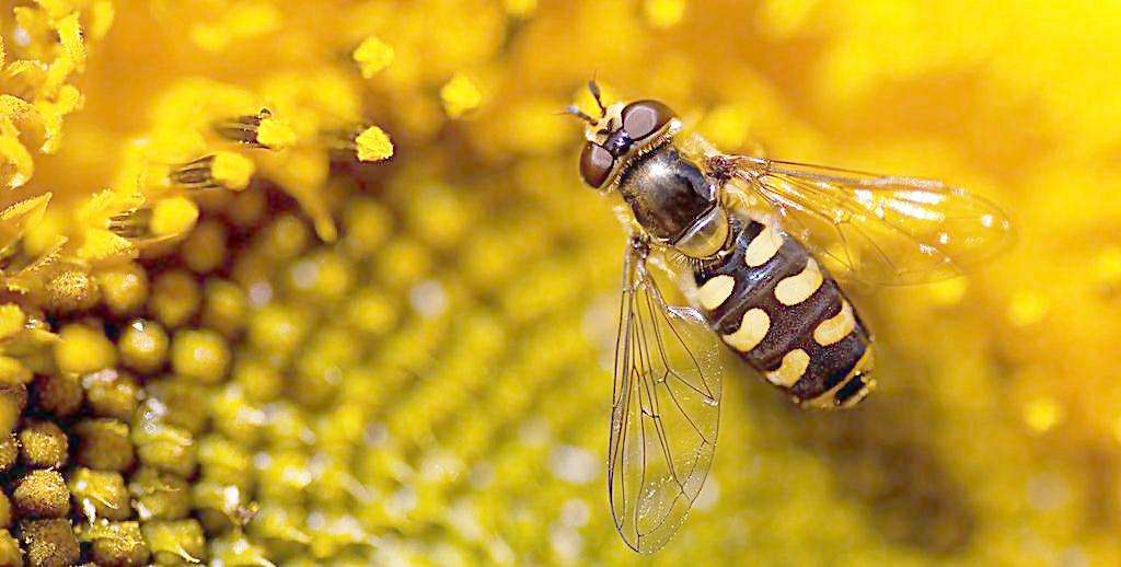 被蜜蜂蛰了怎么处理蚂蚁森林,被蜜蜂蛰了怎么处理消肿最快