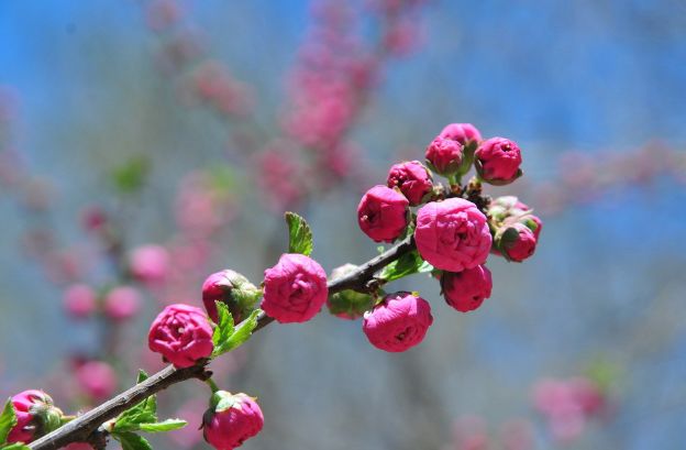 魏子昌经典诗词,魏子昌律诗全集