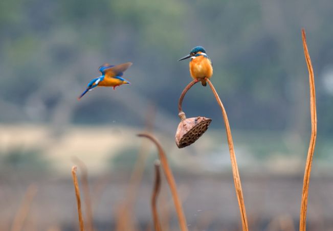 魏子昌经典诗词,魏子昌律诗全集