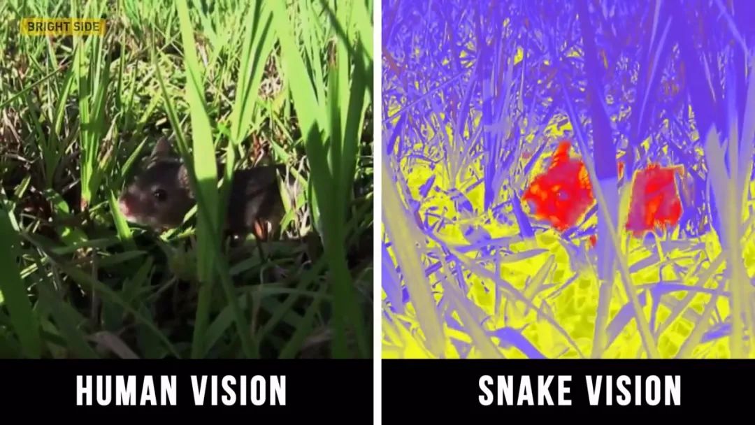 动物眼中的世界是什么样子的图片,动物眼里的世界长怎样