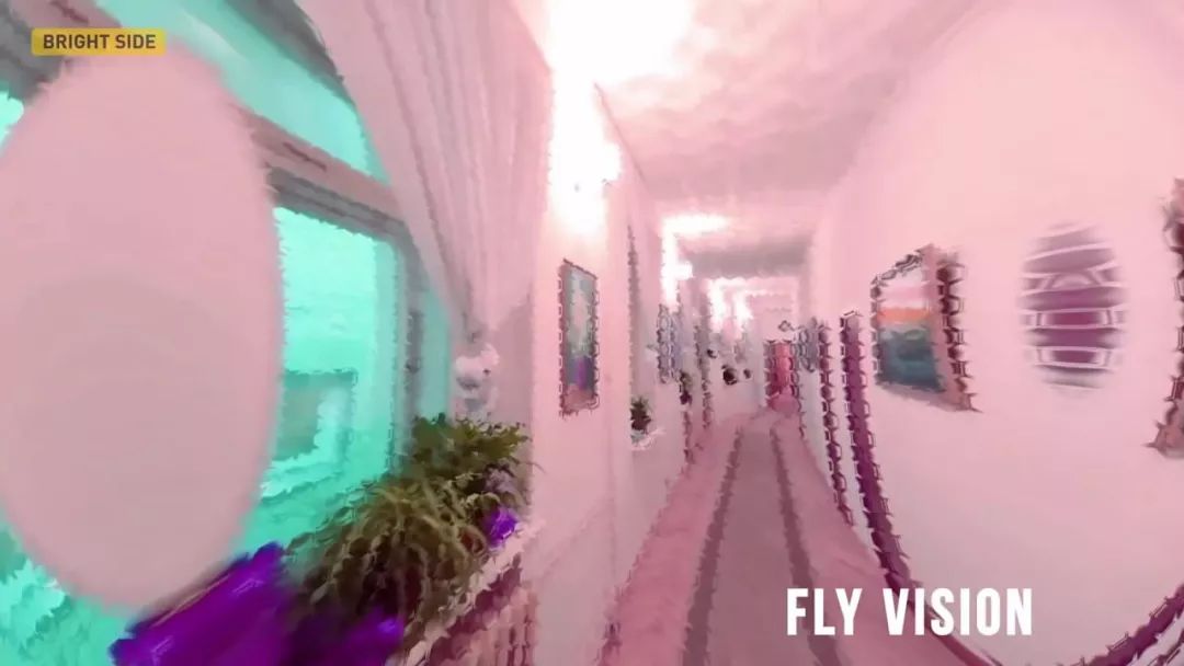 动物眼里的世界长什么样子,动物眼里的世界都是什么颜色