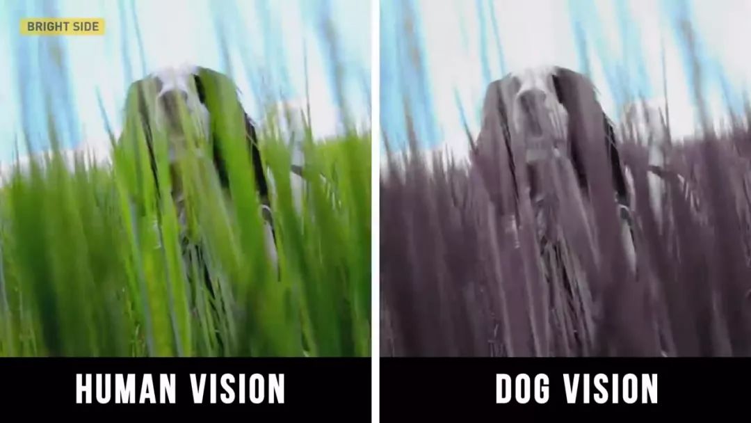 动物眼里的世界长什么样子,动物眼里的世界都是什么颜色