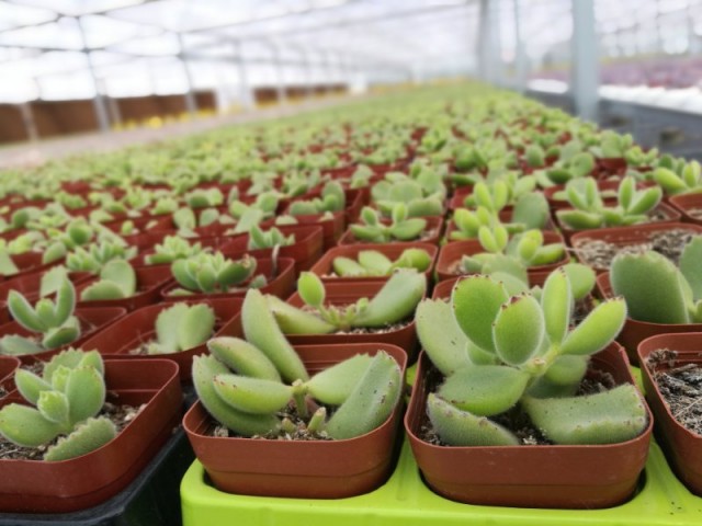 阿庆哥说济南趵突泉,阿庆讲济南