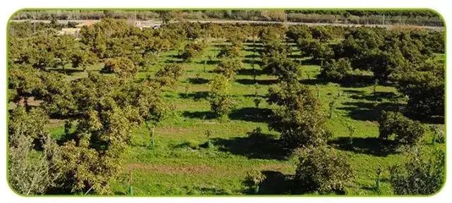 宝宝吃什么水果好消化营养最丰富,适合孩子吃的有营养的小众水果