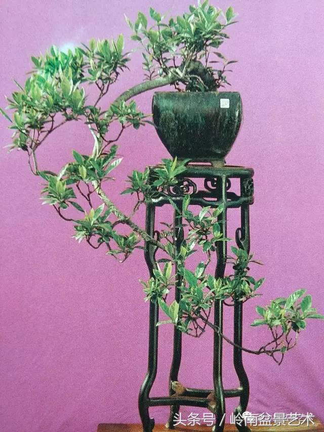 栀子花开美好如初,栀子花开花开盛夏