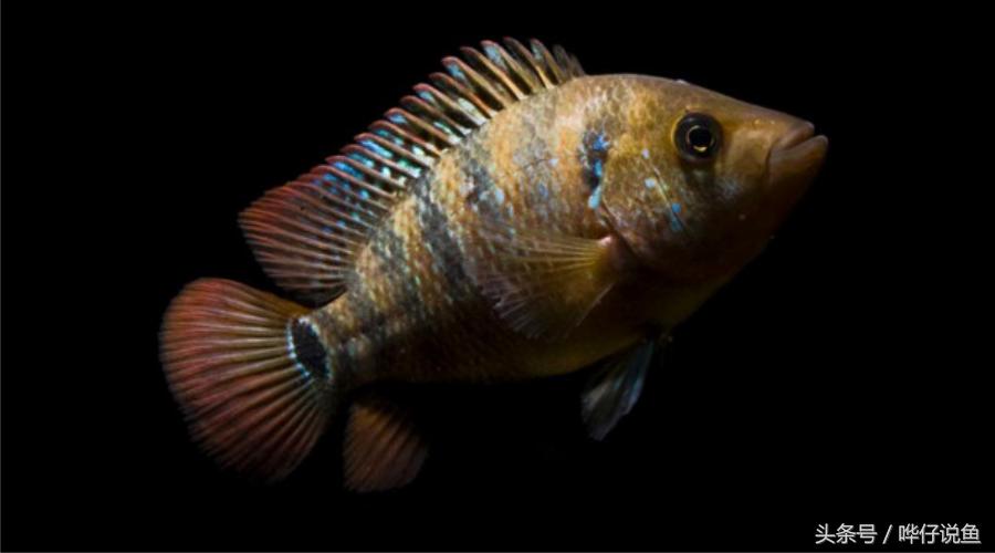 鹦鹉鱼爸爸妈妈跟孩子能一起养吗,鹦鹉鱼与罗汉鱼的区别