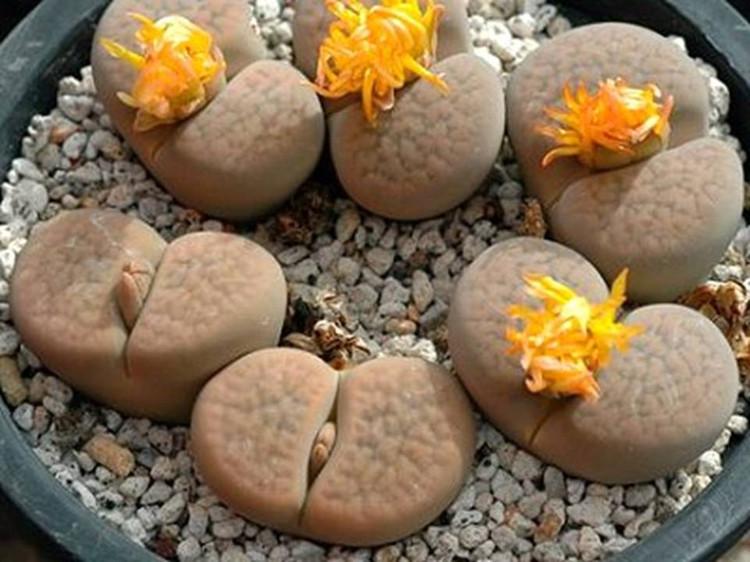 生石花夏天能拔出来度夏吗,生石花春播小苗如何度夏