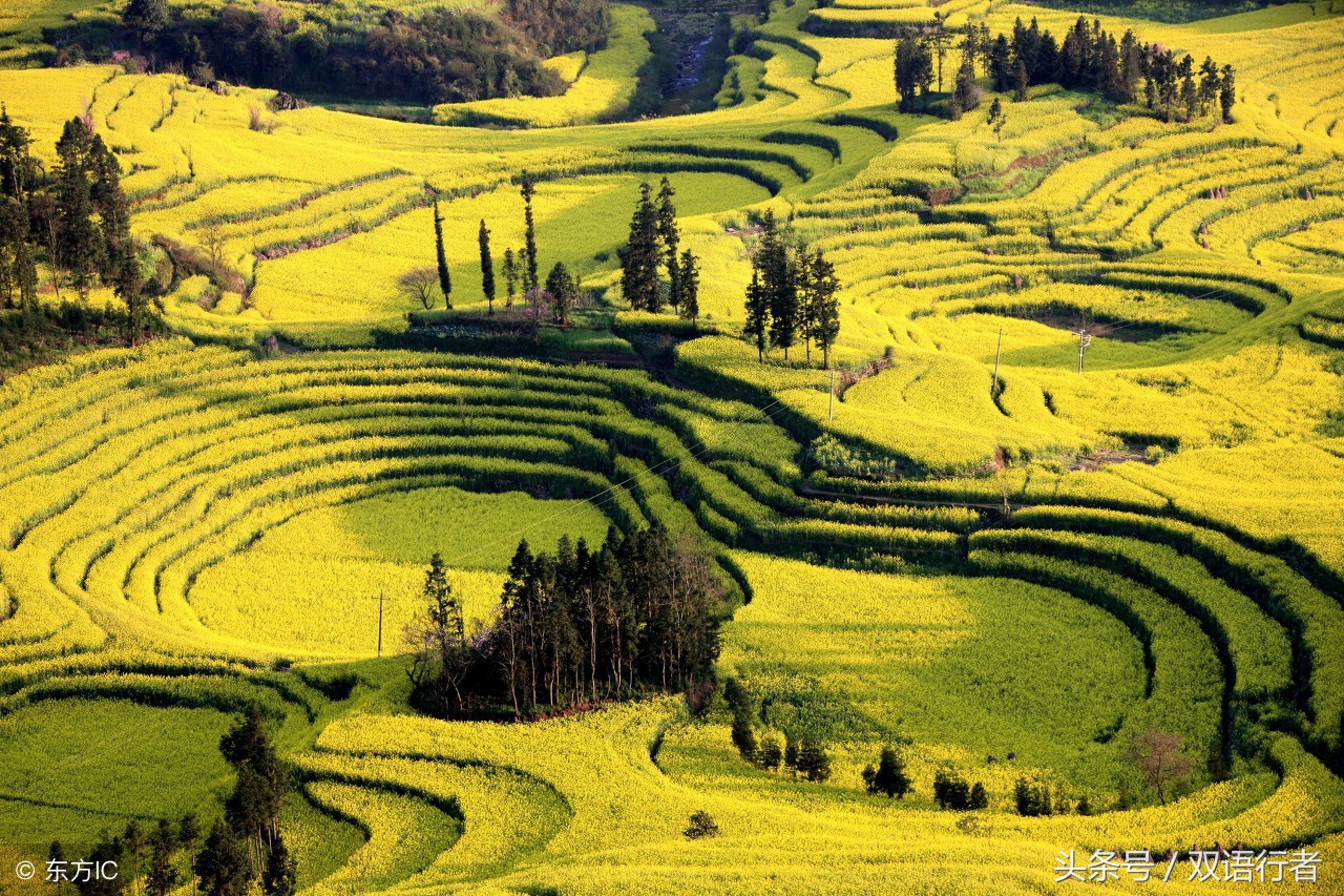 比较常见的花的英文名,各种美丽的花的英文名