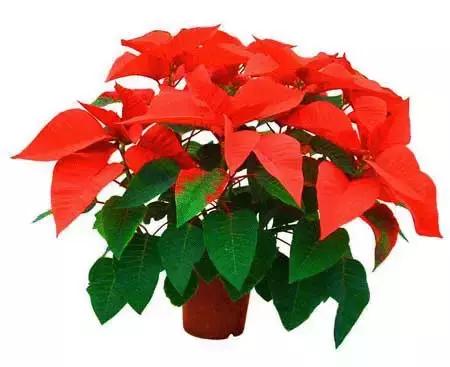 家里有孕妇千万别养这些花,孕妇适合养什么花最好