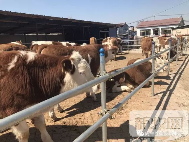 牛跛行的诊断与治疗,牛跛行