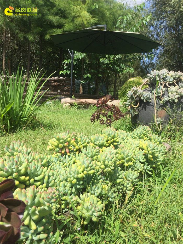 中国冰梅多肉植物原产地在哪,多肉植物原产地云南还是四川