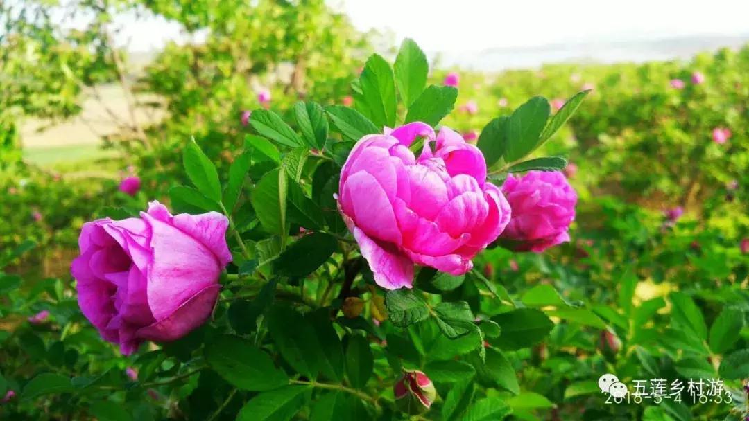 五月来西双版纳,适合五月旅行民宿