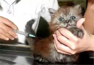 什么情况下给猫咪打疫苗,猫咪疫苗第一针和第二针最长间隔
