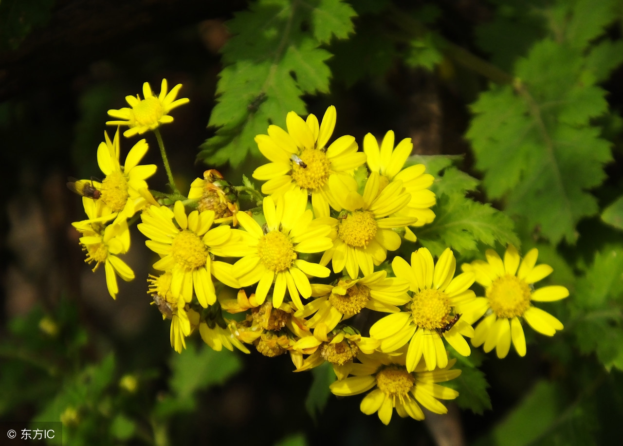 野菊花有哪些用途呢,野菊花有哪些用途