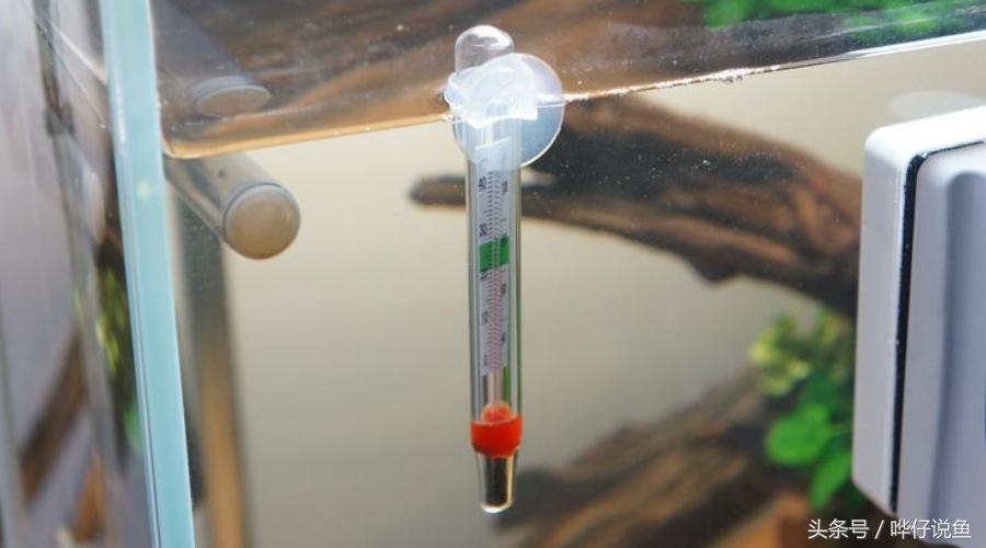 为什么金鱼刚回家就趴缸？你可能犯了天底下养鱼男人都会犯的错误
