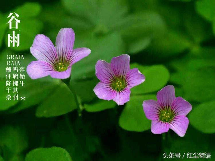 走在暮春,风还是香甜