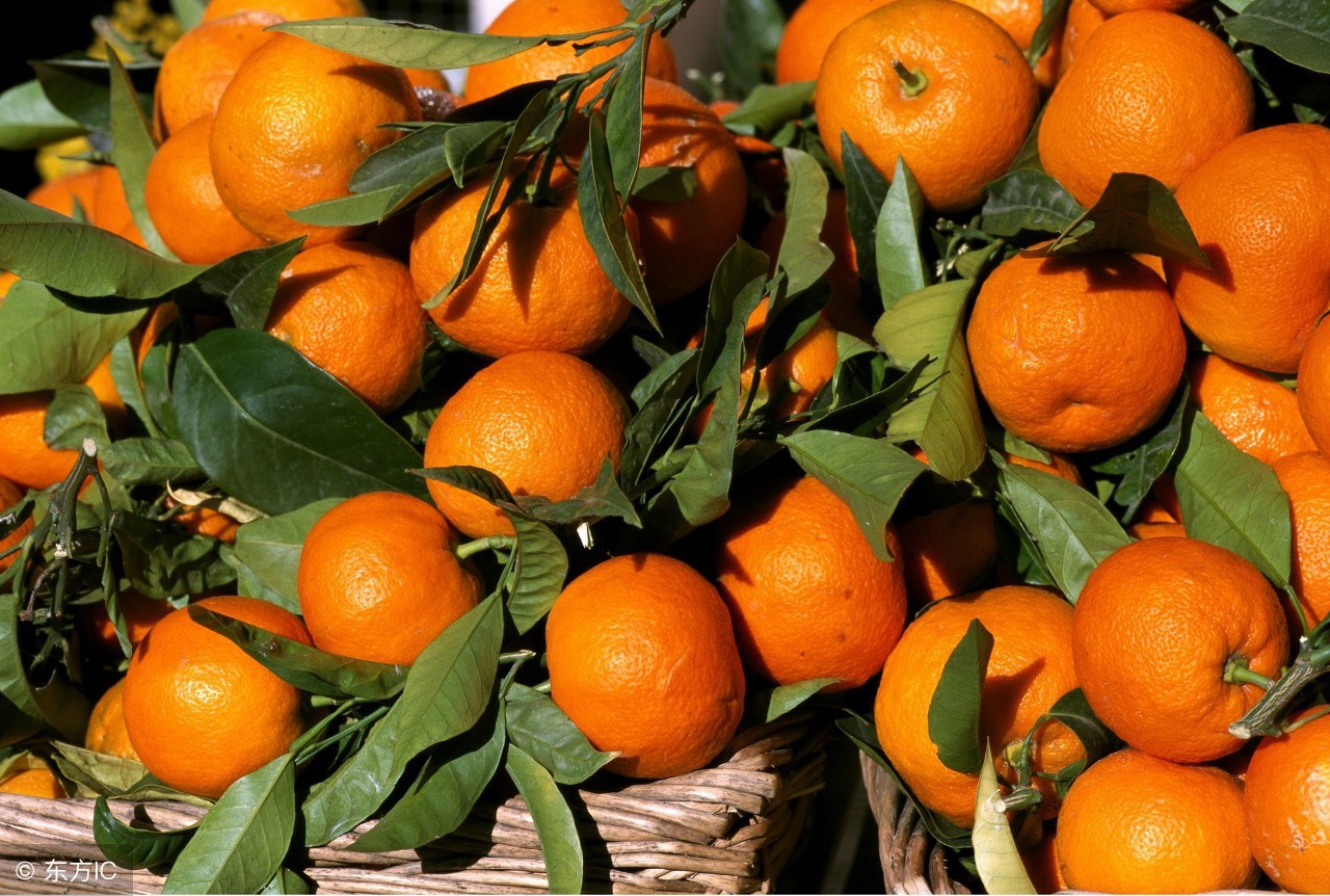 吃西瓜不吐籽会长出西瓜吗,吃西瓜一定要吐籽吗