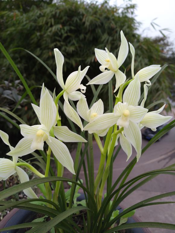 不花钱还可以养好兰花的土壤配方,东北的兰友室内到底能养好兰花