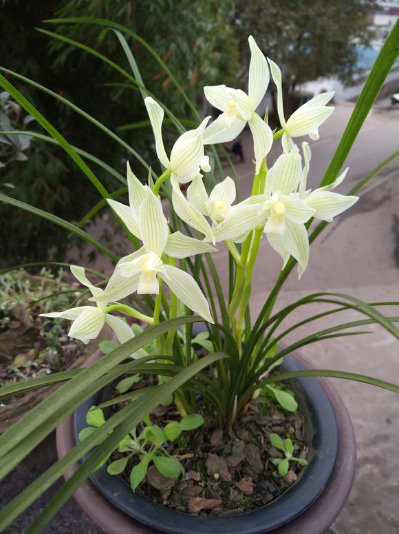 不花钱还可以养好兰花的土壤配方,东北的兰友室内到底能养好兰花