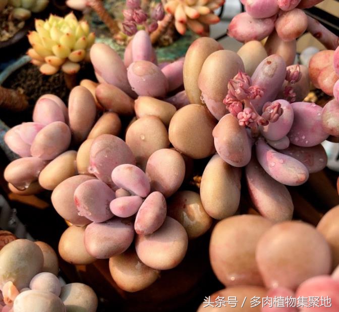 室内养多肉小苗阴雨天能浇水吗,多肉服盆期遇到阴雨天用浇水吗