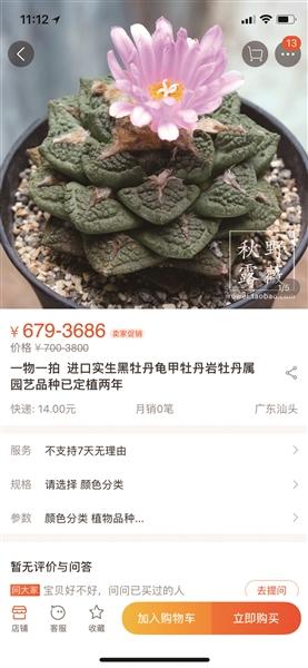 海淘多肉植物热销背后存风险多数无进口许可证