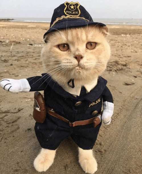 分享越南非常红网红猫Cho,它就是这么与众不同的猫星人？