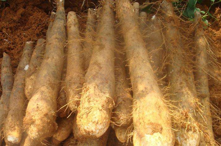 广西国家地理标志产品大全,广西地理标志农产品有哪些