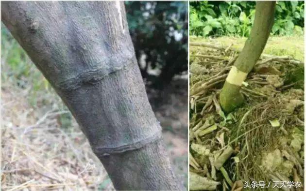 柑橘幼苗黄化怎么回事,柑橘幼树春梢突然黄化是怎么回事
