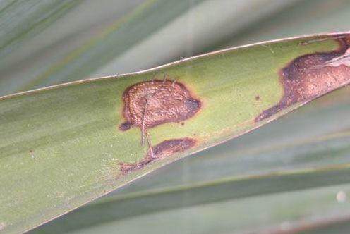 家里的花又招虫了？学会这一招，杀虫药不用买！