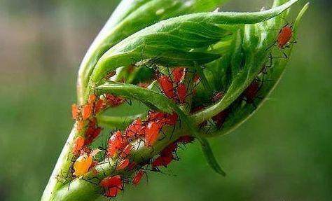 家里的花又招虫了？学会这一招，杀虫药不用买！